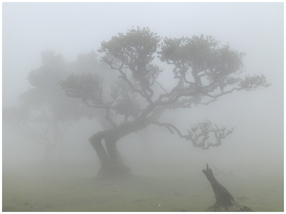 Fanal Misty Tree