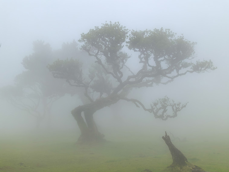Misty Tree